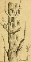 An illustration from The history of the propagation & improvement of vegetables by the concurrence of art and nature ... (1660)