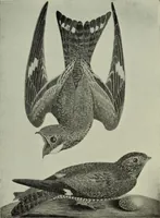An illustration from A history of the rise and progress of the arts of design in the United States (1918)