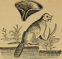 Picture 69 of 81 from The history of signboards : from earliest times to the present day (1866), leaf 496