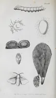 An illustration from The history of silk, cotton, linen, wool, and other fibrous substances : including observations on spinning, dyeing, and weaving : also an account of the pastoral life of the ancients, their social state and attainments in the domestic arts : with appendices on Pliny's Natural history, on the origin and manufacture of linen and cotton paper, on felting, netting, &c., deduced from copious and authentic sources (1845)