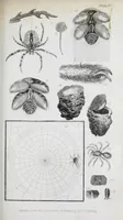 An illustration from The history of silk, cotton, linen, wool, and other fibrous substances : including observations on spinning, dyeing, and weaving : also an account of the pastoral life of the ancients, their social state and attainments in the domestic arts : with appendices on Pliny's Natural history, on the origin and manufacture of linen and cotton paper, on felting, netting, &c., deduced from copious and authentic sources (1845)