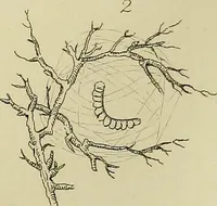An illustration from The history of silk, cotton, linen, wool, and other fibrous substances; (1845)