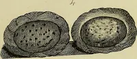 An illustration from The history of silk, cotton, linen, wool, and other fibrous substances; (1845)