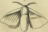 An illustration from The history of silk, cotton, linen, wool, and other fibrous substances; (1845)