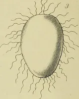 An illustration from The history of silk, cotton, linen, wool, and other fibrous substances; (1845)