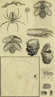 An illustration from The history of silk, cotton, linen, wool, and other fibrous substances; (1845)