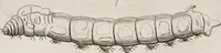 An illustration from The history of silk, cotton, linen, wool, and other fibrous substances : including observations on spinning, dyeing, and weaving : also an account of the pastoral life of the ancients, their social state and attainments in the domestic arts : with appendices on Pliny's Natural history, on the origin and manufacture of linen and cotton paper, on felting, netting, &c., deduced from copious and authentic sources (1845)