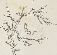 An illustration from The history of silk, cotton, linen, wool, and other fibrous substances : including observations on spinning, dyeing, and weaving : also an account of the pastoral life of the ancients, their social state and attainments in the domestic arts : with appendices on Pliny's Natural history, on the origin and manufacture of linen and cotton paper, on felting, netting, &c., deduced from copious and authentic sources (1845)