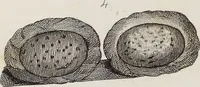 An illustration from The history of silk, cotton, linen, wool, and other fibrous substances : including observations on spinning, dyeing, and weaving : also an account of the pastoral life of the ancients, their social state and attainments in the domestic arts : with appendices on Pliny's Natural history, on the origin and manufacture of linen and cotton paper, on felting, netting, &c., deduced from copious and authentic sources (1845)