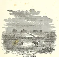 Picture 6 of 7 from The history of slavery and the slave trade, ancient and modern : the forms of slavery that prevailed in ancient nations, particularly in Greece and Rome : the African slave trade and the political history of slavery in the United States (1860), leaf 461
