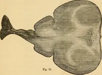 Picture 18 of 94 from History, theory, and practice of the electric telegraph (1866), leaf 54