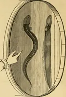 Picture 19 of 94 from History, theory, and practice of the electric telegraph (1866), leaf 55