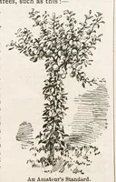 Picture 18 of 20 from Hobbies Weekly No. 4 (1895), leaf 21