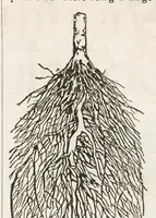 An illustration from Hobbies Weekly No. 4 (1895)