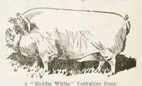 Picture 18 of 20 from Hobbies Weekly No. 7 (1895), leaf 22