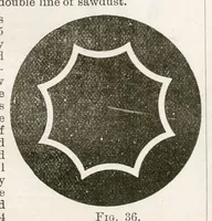 Picture 4 of 20 from Hobbies Weekly No. 7 (1895), leaf 6