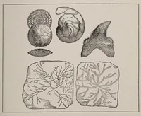 An illustration from Hobbies, (1923)