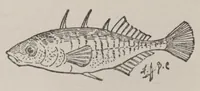 Picture 7 of 8 from Hobbies, (1923), leaf 239