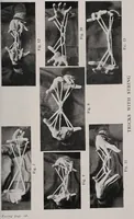 Picture 8 of 8 from Hobbies, (1923), leaf 261