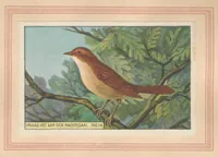 An illustration from Hoe Piggelmee Groot Werd (1923)