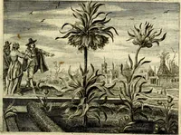 An illustration from Hof-gedachten, dat is, invallen, by gelegentheyt oft op't gesichte van boomen, planten, bloemen, kruyden, en diergelijcke aerdt-gewassen, verweckt, in't Buyten-leven (1655)