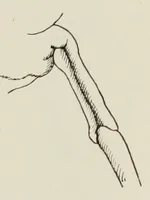 An illustration from Holbeins Totentanz und seine Vorbilder (1897)