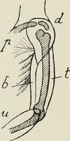 An illustration from Holbeins Totentanz und seine Vorbilder (1897)