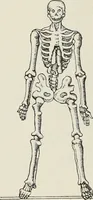 An illustration from Holbeins Totentanz und seine Vorbilder (1897)