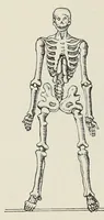 An illustration from Holbeins Totentanz und seine Vorbilder (1897)