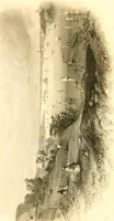 An illustration from The home book of the picturesque, or, American scenery, art, and literature : comprising a series of essays by Washington Irving, W.C. Bryant, Fenimore Cooper, Miss Cooper, N.P. Willis, Bayard Taylor, H.T. Tuckerman, E.L. Magoon, Dr. Bethune, A.B. Street, Miss Field, etc., with thirteen engravings on steel, from pictures by eminent artists, engraved expressly for this work (1852)