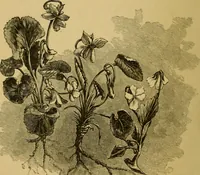 An illustration from Home decoration: art needle-work and embroidery; painting on silk, satin, and velvet; panel-painting; and wood-carving (1881)