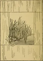 An illustration from Home decoration: art needle-work and embroidery; painting on silk, satin, and velvet; panel-painting; and wood-carving (1881)
