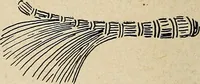 An illustration from The home and the family; an elementary textbook of home making (1917)