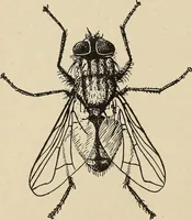An illustration from The home and the family; an elementary textbook of home making (1917)