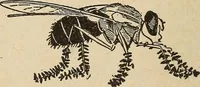 An illustration from The home and the family; an elementary textbook of home making (1917)