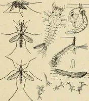 An illustration from The home and the family; an elementary textbook of home making (1917)