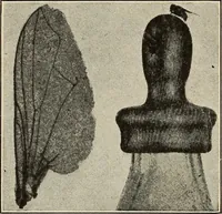 Picture 132 of 180 from The home and the family; an elementary textbook of home making (1917), leaf 221