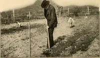 An illustration from The home garden (1917)