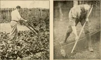 An illustration from The home garden (1917)