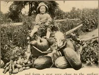 An illustration from The home garden (1917)