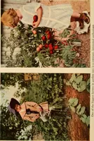 An illustration from The home garden (1917)