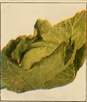An illustration from The home garden (1917)