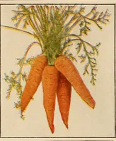 An illustration from The home garden (1917)