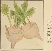 An illustration from The home garden (1917)