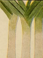 Picture 25 of 57 from The home garden (1917), leaf 55