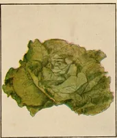 An illustration from The home garden (1917)