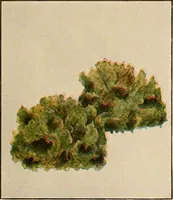 An illustration from The home garden (1917)