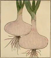 An illustration from The home garden (1917)
