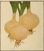 An illustration from The home garden (1917)