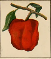An illustration from The home garden (1917)